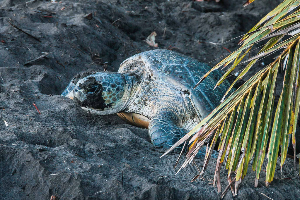 Tortuguero