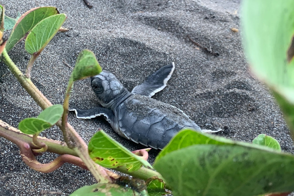 Tortuguero