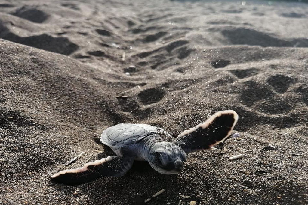 Tortuguero